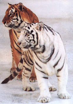 Tiger von Siegfried und Roy